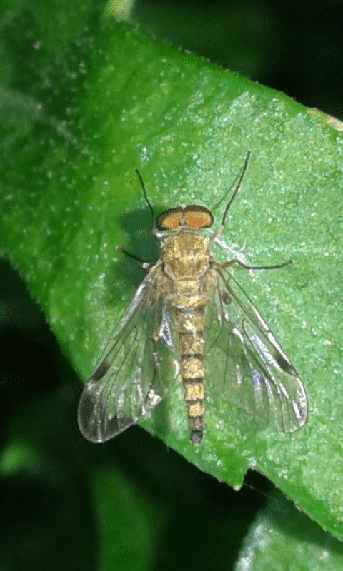 Rhagionidae : Chrysopilus sp.? 2